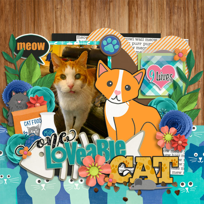 Loveable Cat