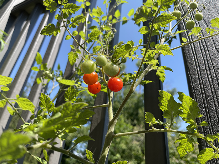 Low Angle: Tomatoes