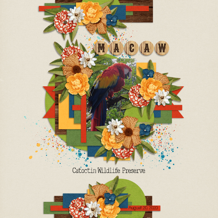 Macaw