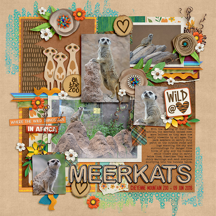 Meerkats