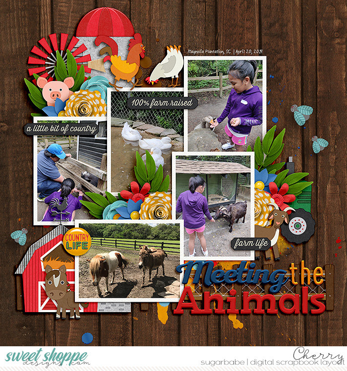 Meeting The Animals