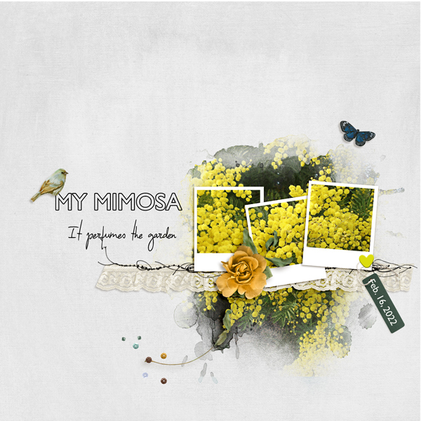 Mimosa