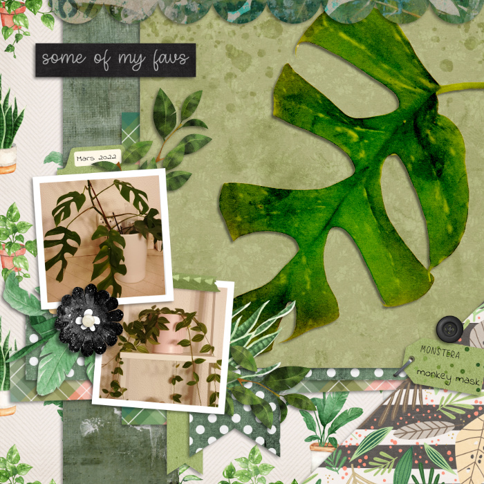 Monstera is my fave