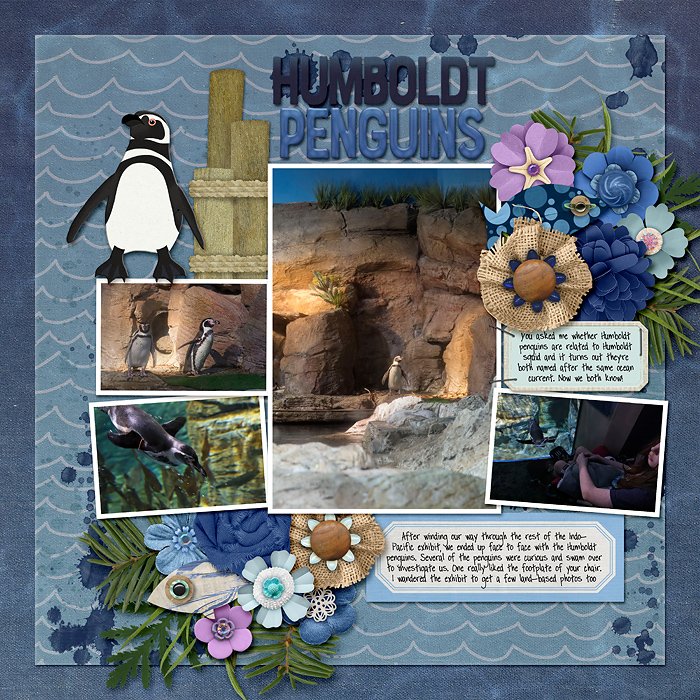 Mote SEA - penguins