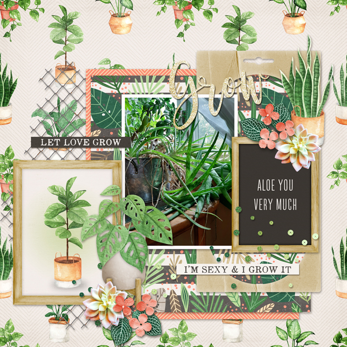 My aloe