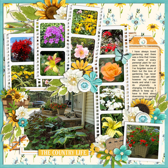 My garden
