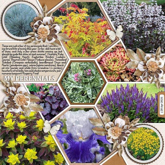 My Perennials