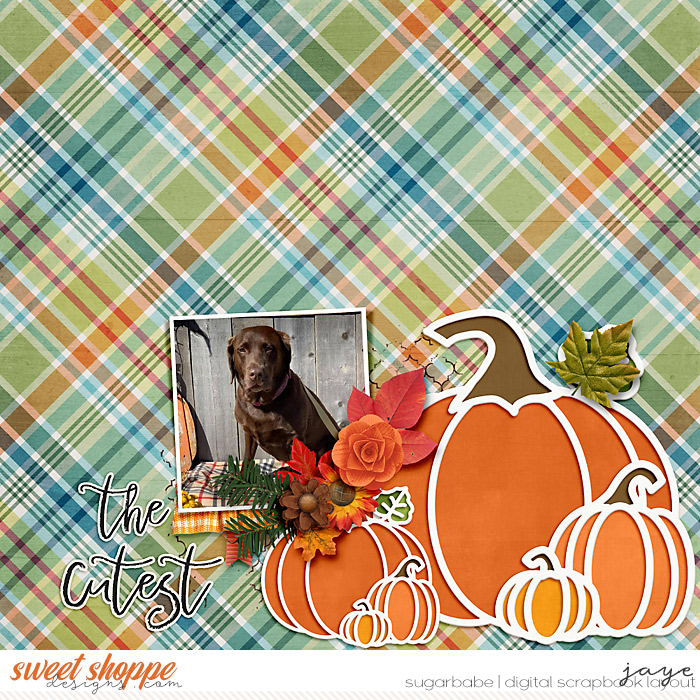 My Pumpkin