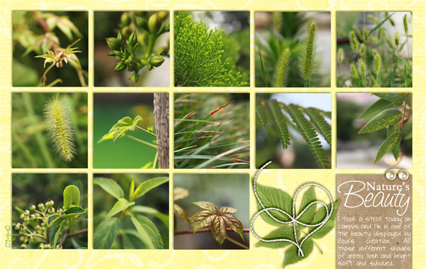 Nature's Beauty