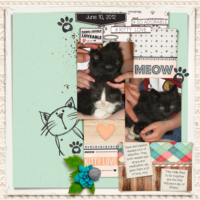 New Foster Kittens