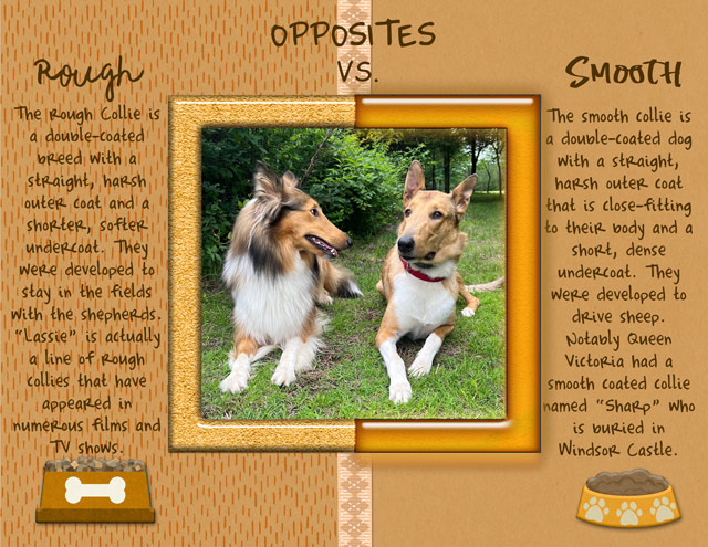 Opposites - Rough vs Smooth