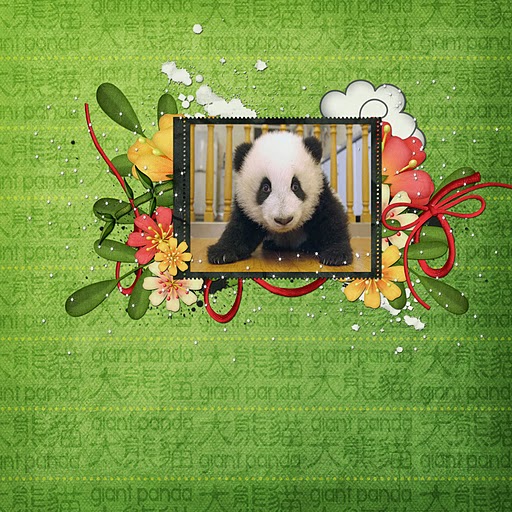 Panda