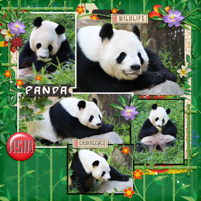Panda