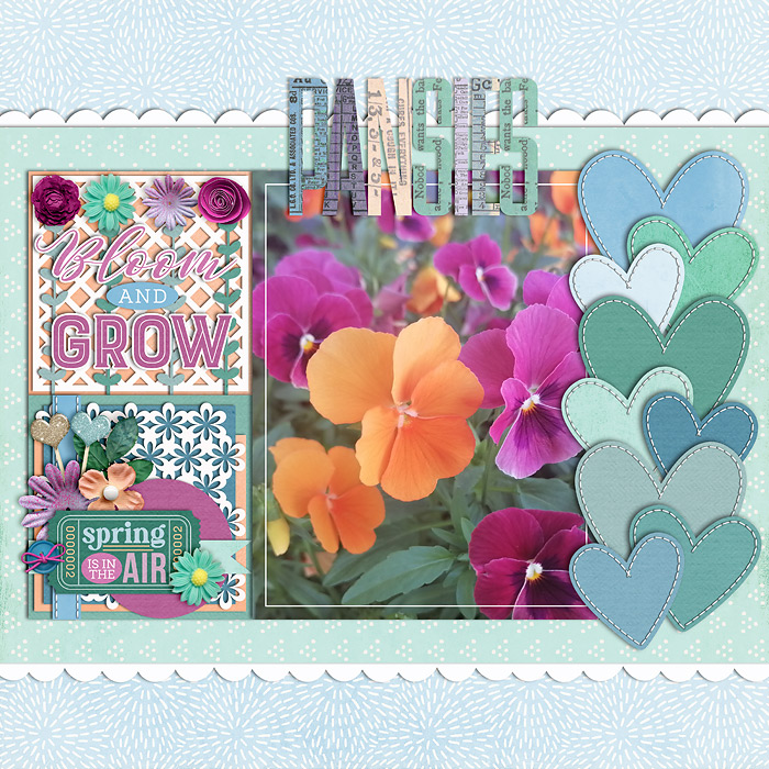 Pansies