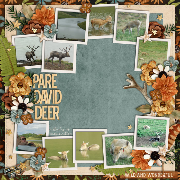 Pere David Deer