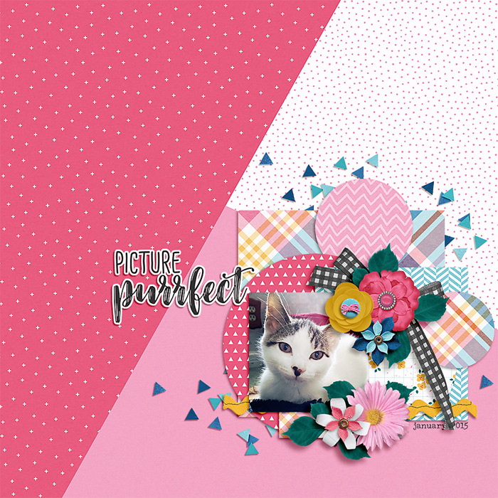 picture purrfect