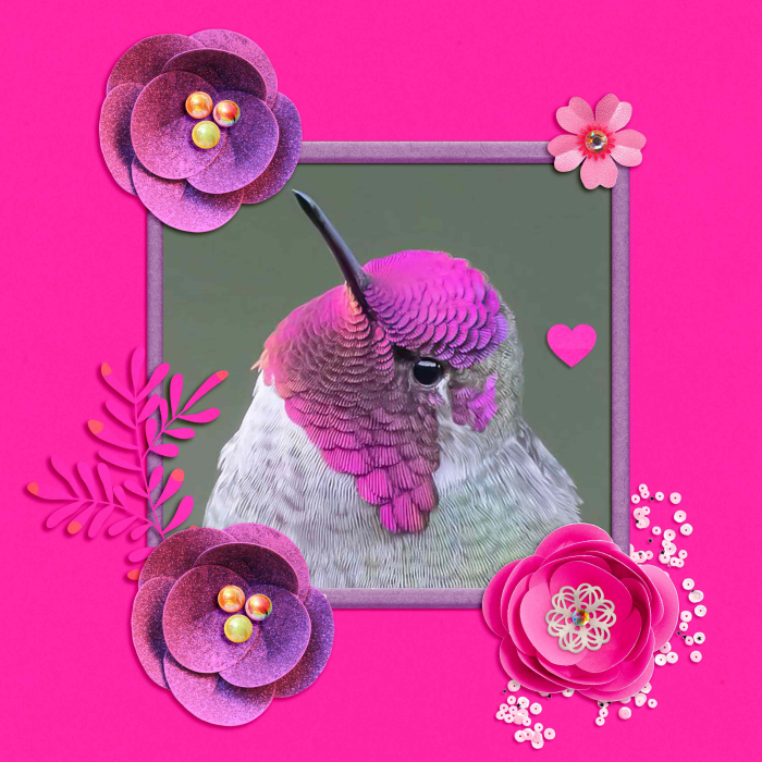 Pink Bird