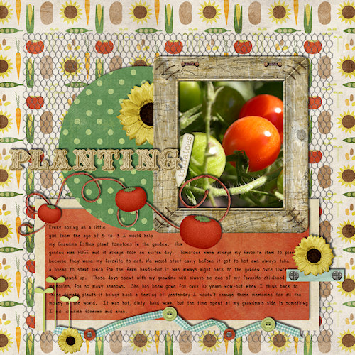 Planting Tomatoes