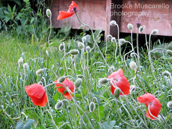 Poppies
