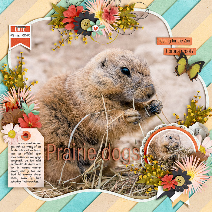 Prairie dogs