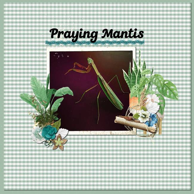 Praying Mantis