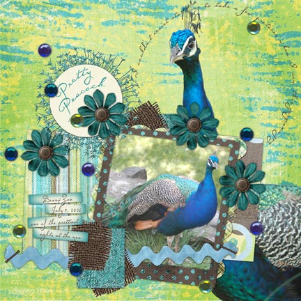 Pretty Peacock