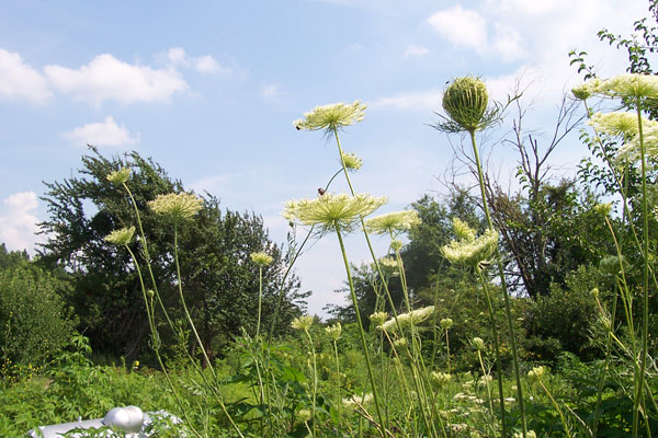 queen anne's lace