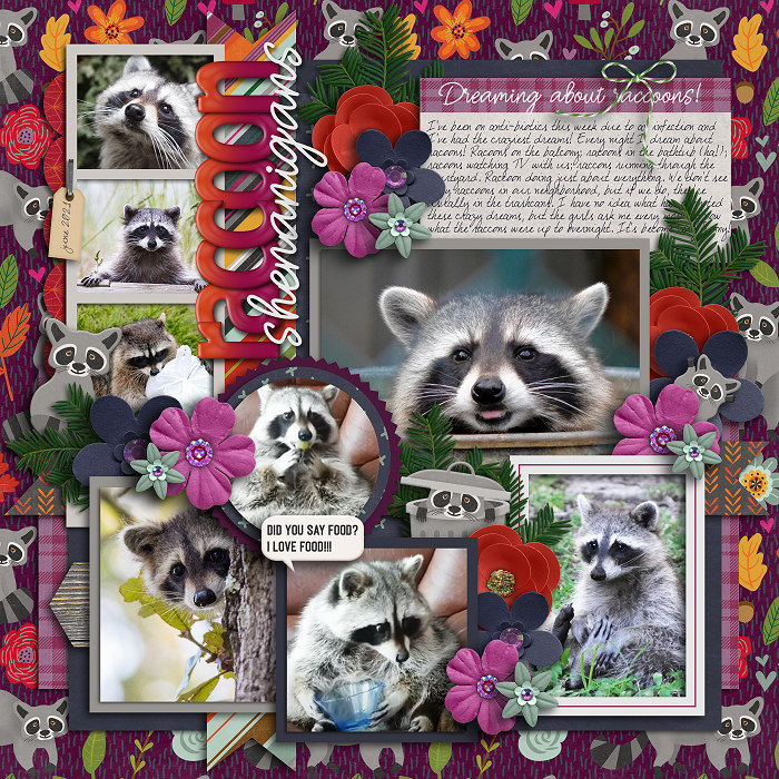 Raccoon Shenanigans