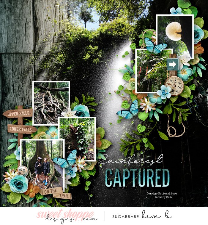 Rainforest Captured