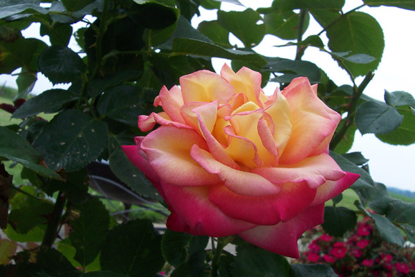 Rose