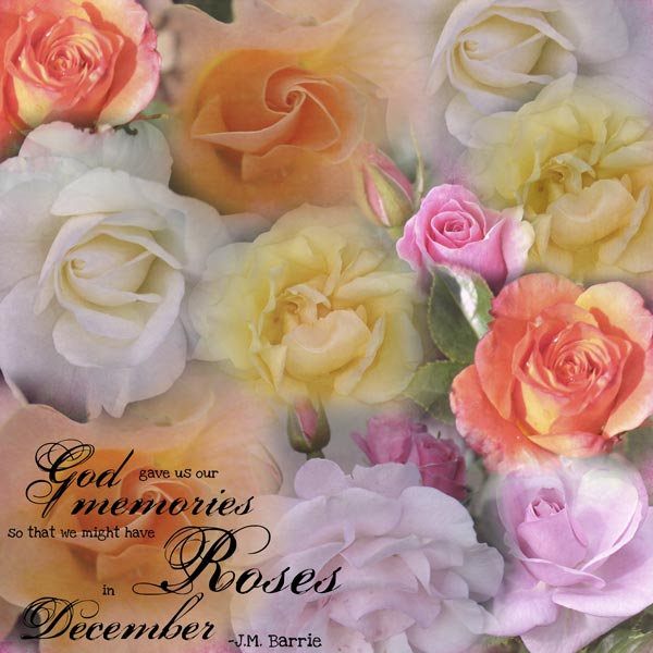 Roses in December