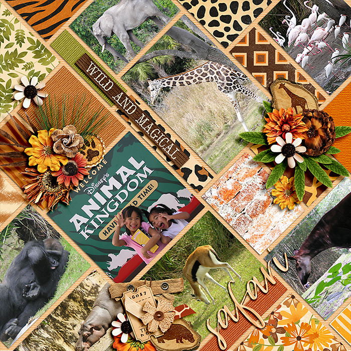 Safari