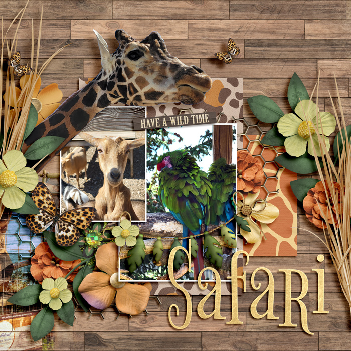 Safari