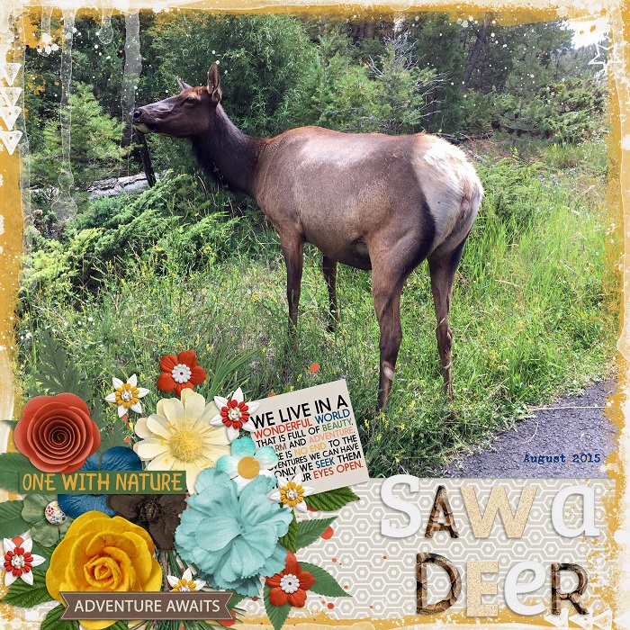 Saw a Deer August 2015