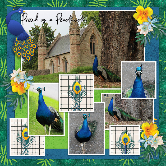 Scone Palace Peacock