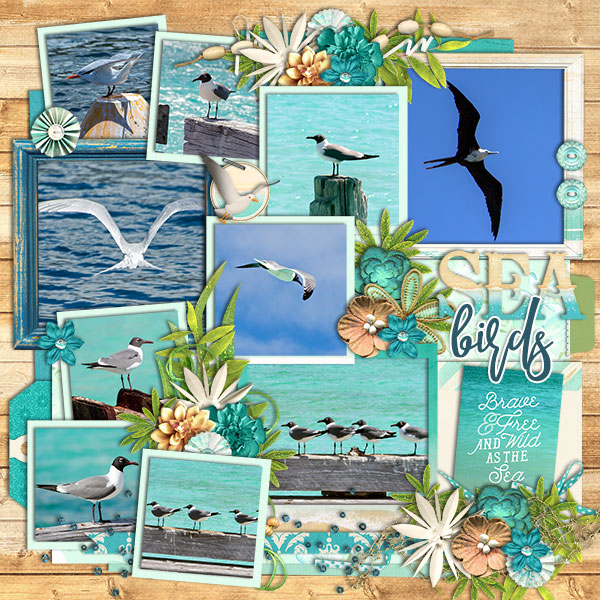 Sea Birds