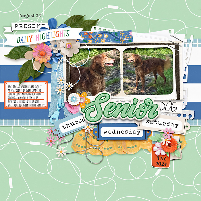 Senior Dog