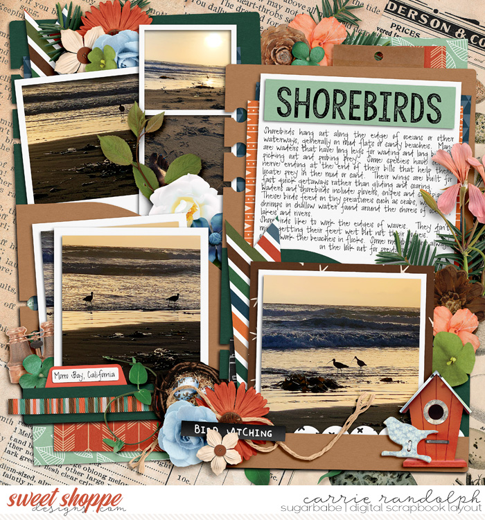 shorebirds