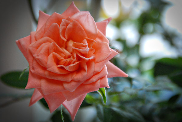 Shutterbug Shakedown #14-Close ups