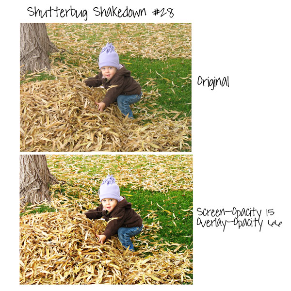 Shutterbug Shakedown #28
