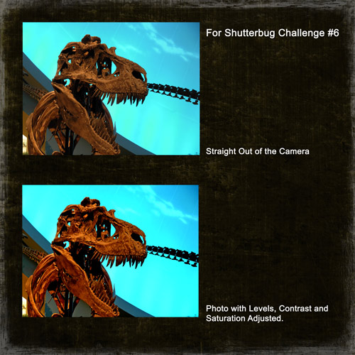 Shutterbug Shakedown #6