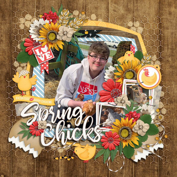 Spring chicks