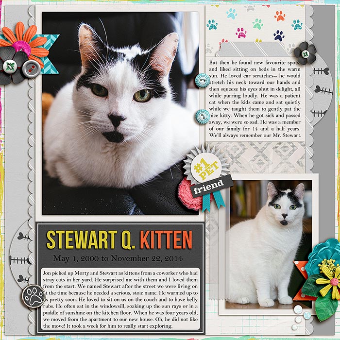 Stewart Q. Kitten