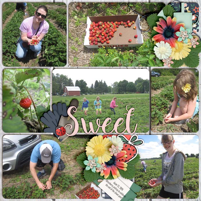Strawberry Picking