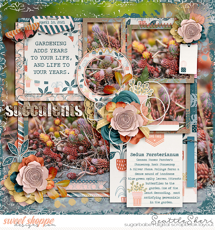 Succulents