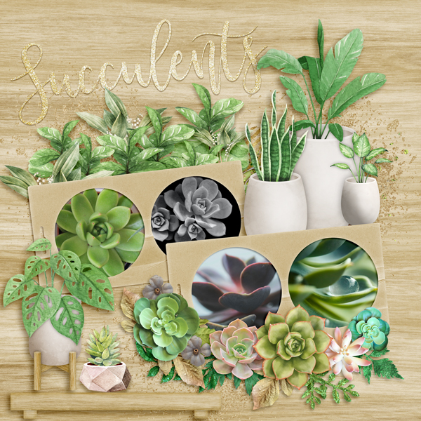Succulents