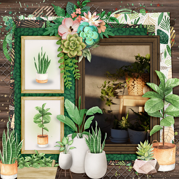 Sun Drenched Plants