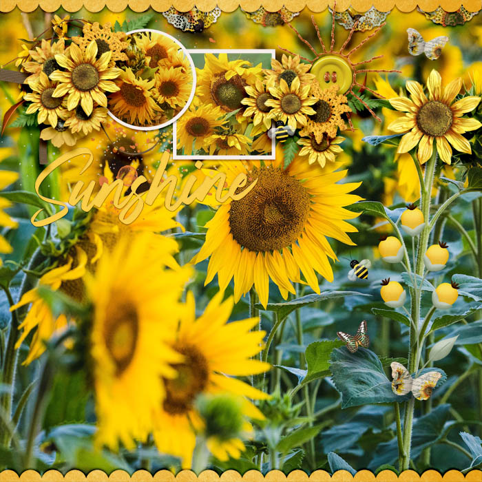 Sunflower Dreams