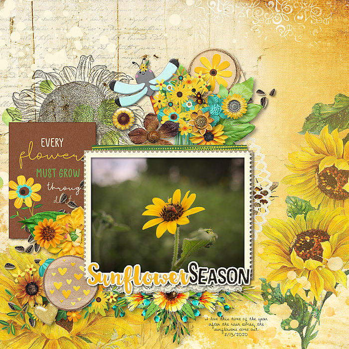 Sunflower Season