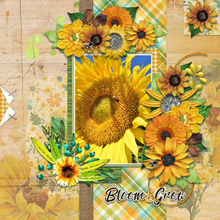 sunflower